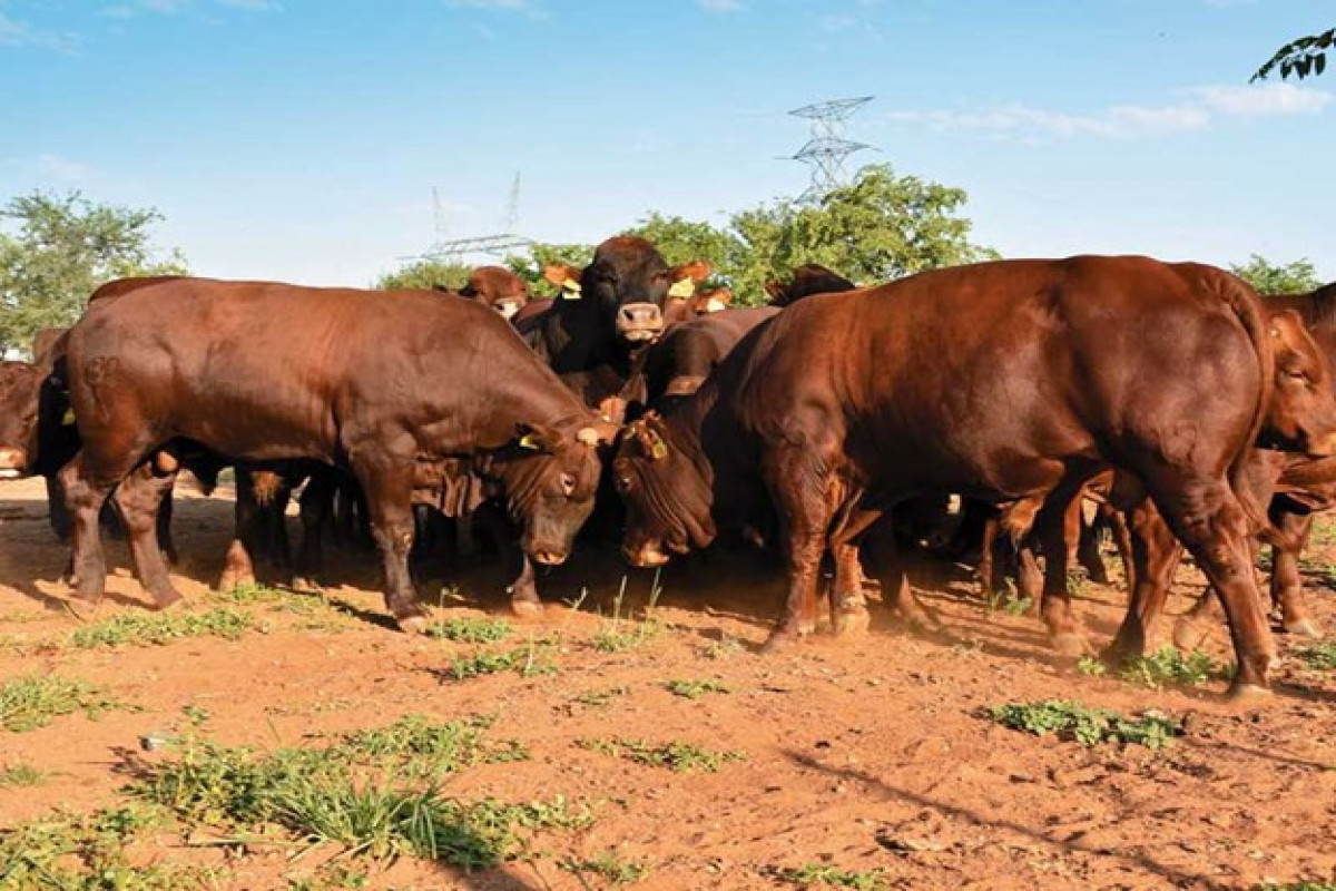 Namibia detects a new strain of foot-and-mouth disease