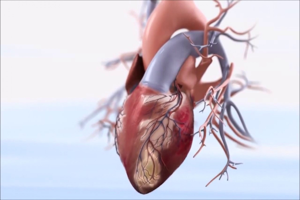 Specialist of Health Ministry: "More than half of deaths in Azerbaijan is due to cardiovascular diseases" 