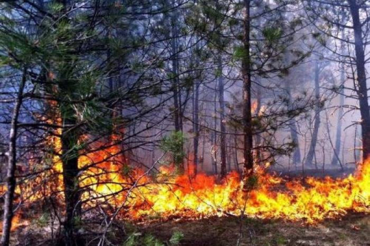 Fire broke out in forest in Azerbaijan's Gabala
