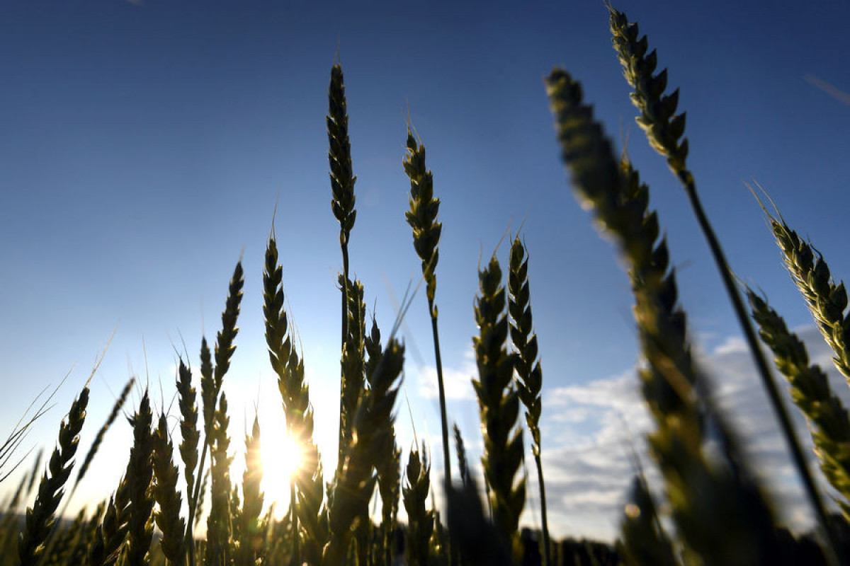 Kazakhstan limited the export of wheat and flour