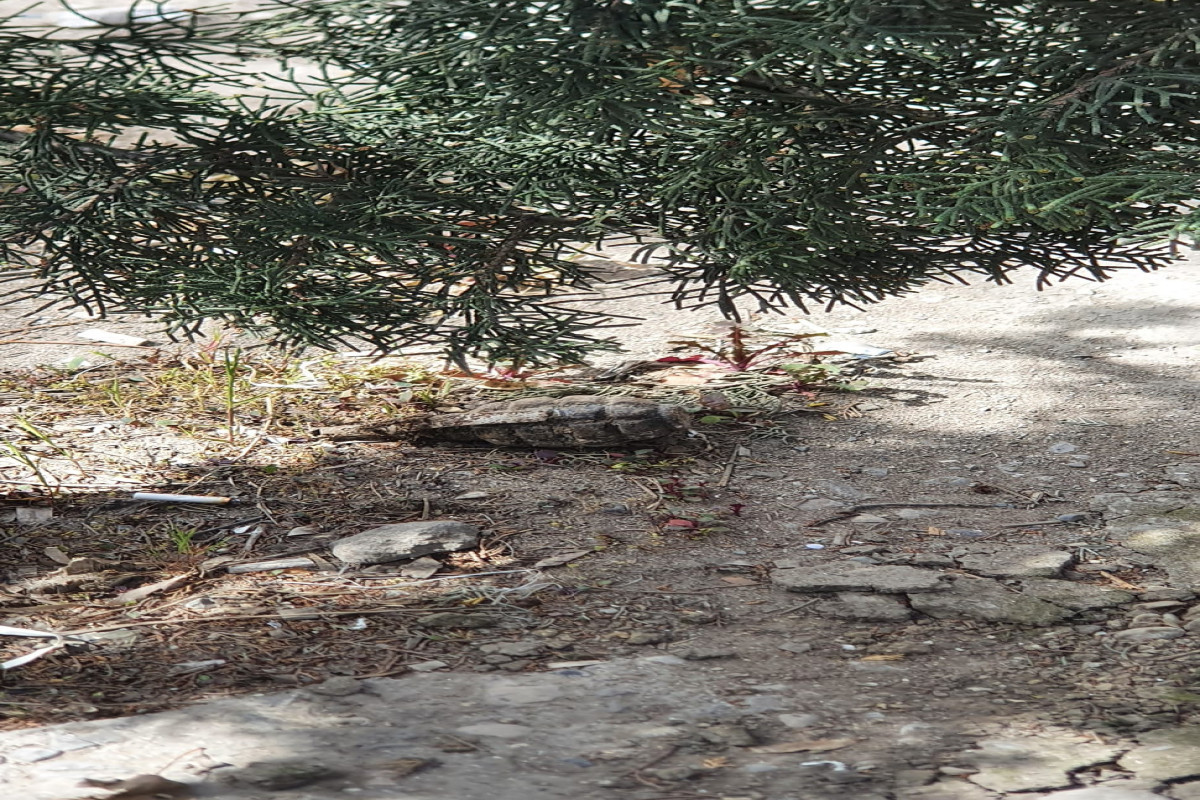 Grenade revealed near publishing house in Azerbaijan