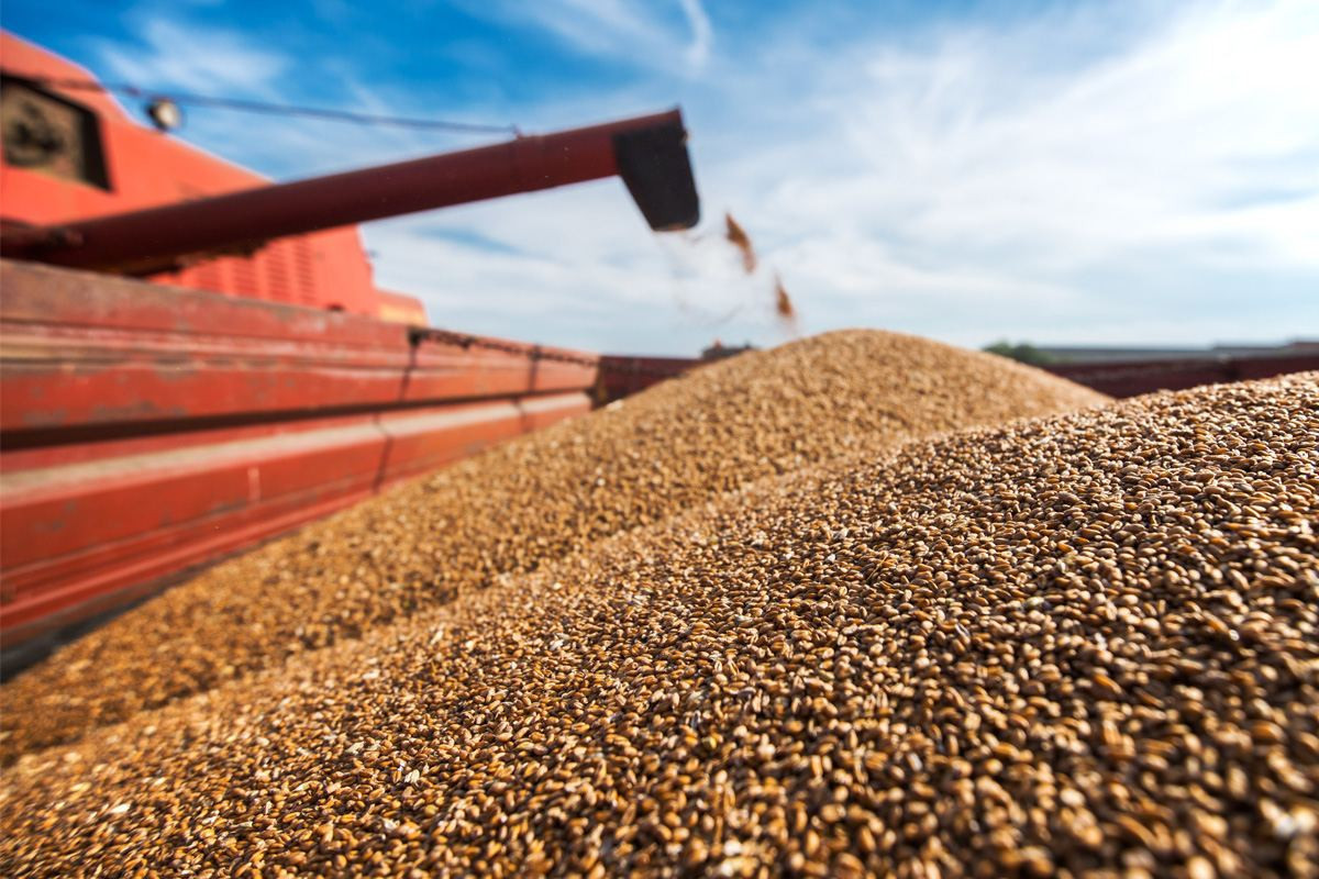 27.6 thousand tons of grain exported from Stavropol to Azerbaijan