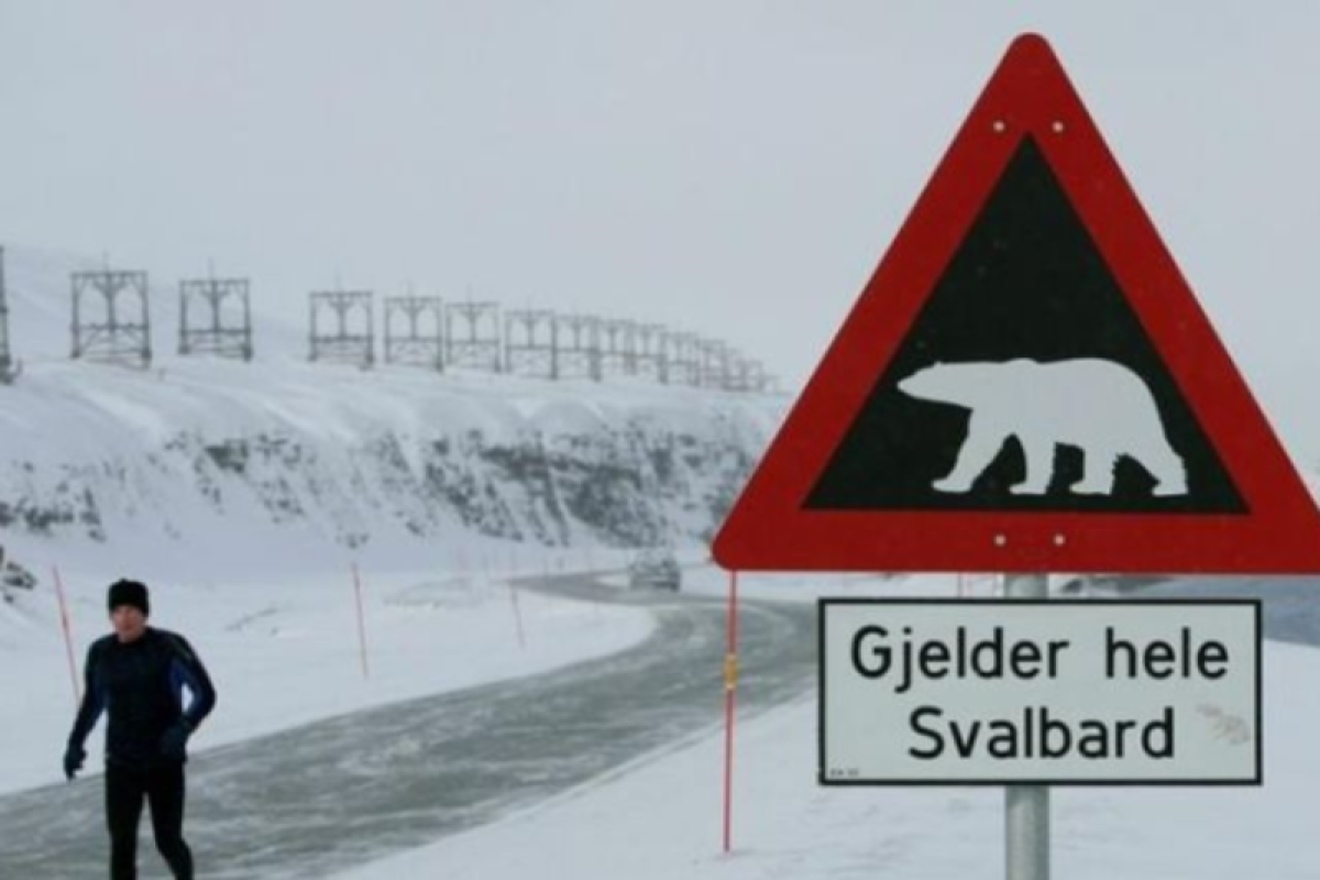 Woman injured by polar bear on Norway’s Svalbard Islands