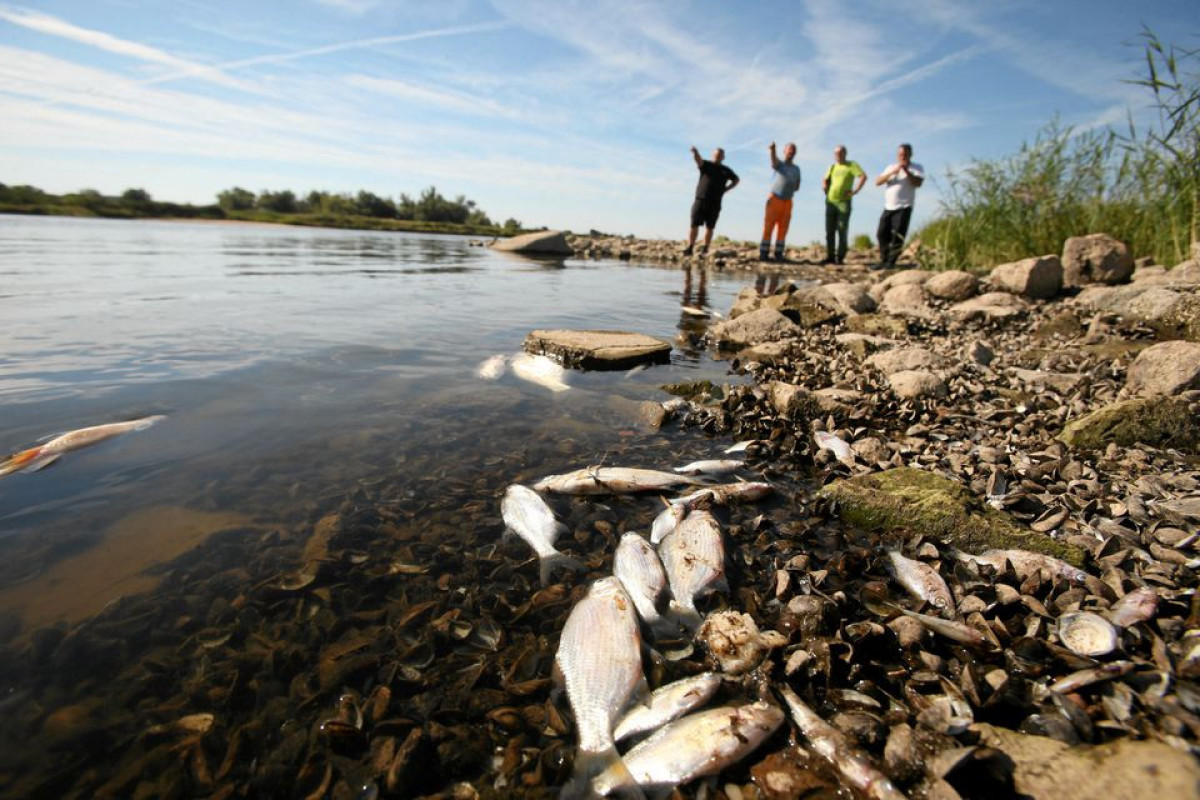 Germany and Poland search for cause of mass fish die-off in river Oder