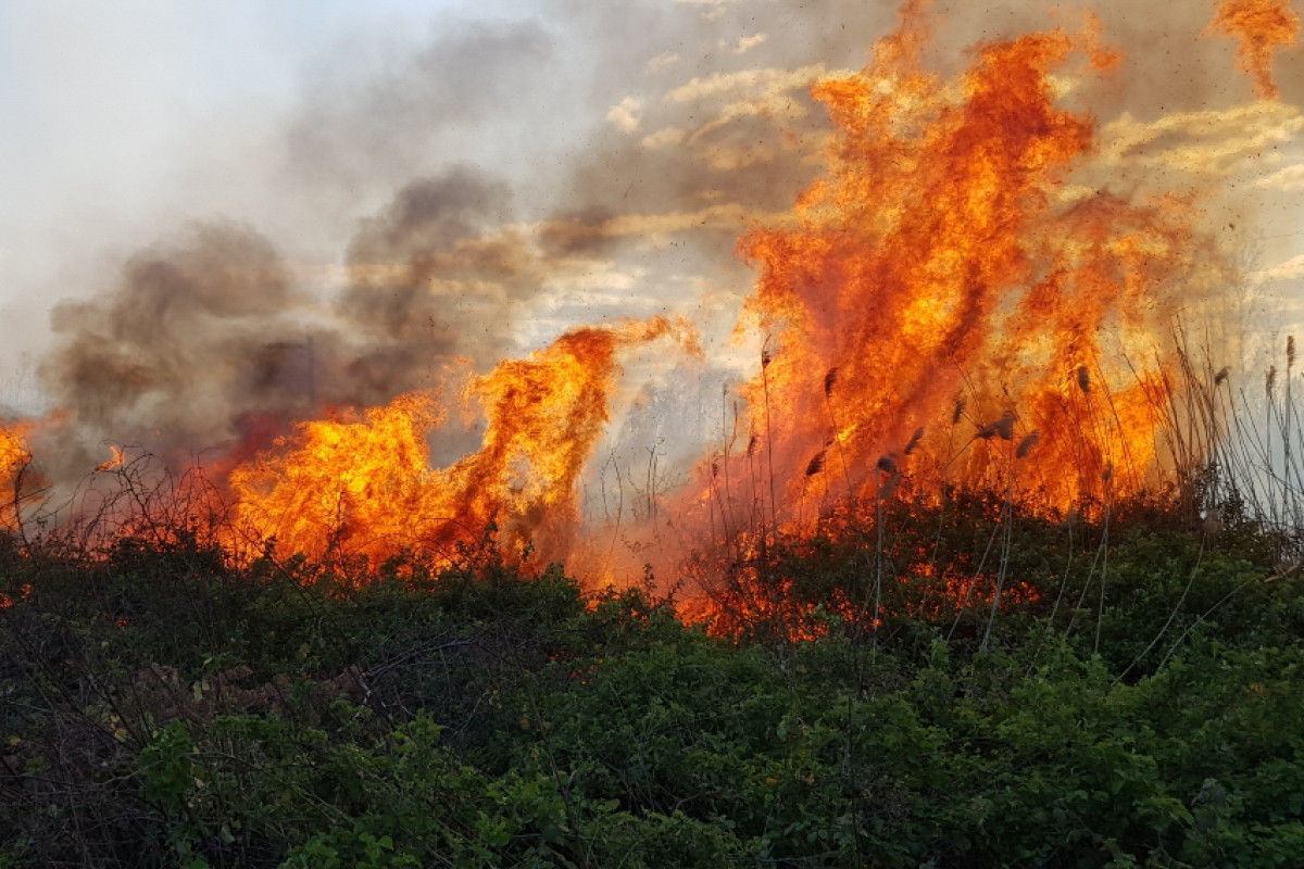 Forestfires started in Azerbaijan's Guba and Shabran