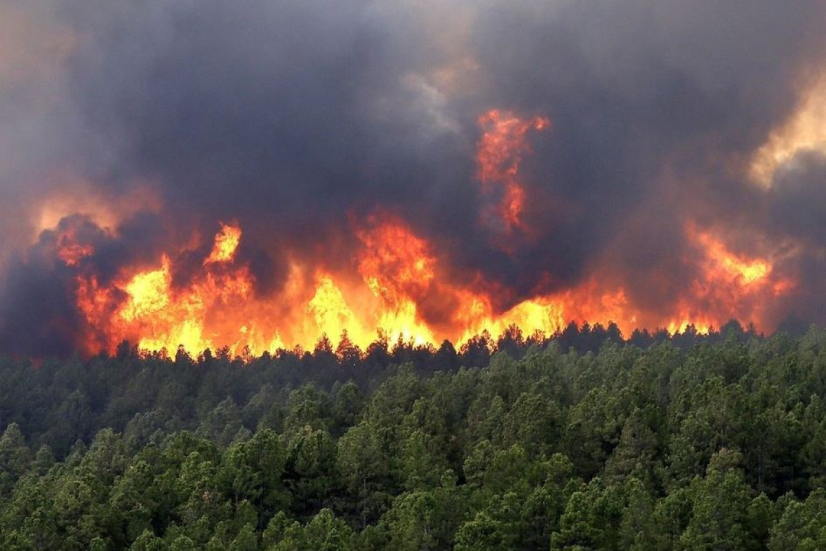 Azerbaijan's NGOs appeal to int'l organizations on environmental terrorism committed by Armenians in Lachin
