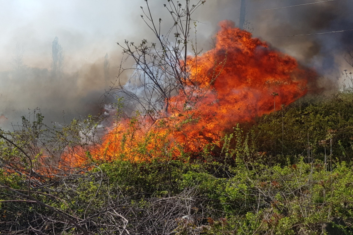 Fire breaks out in forest massif in Shabran's Kirvar village