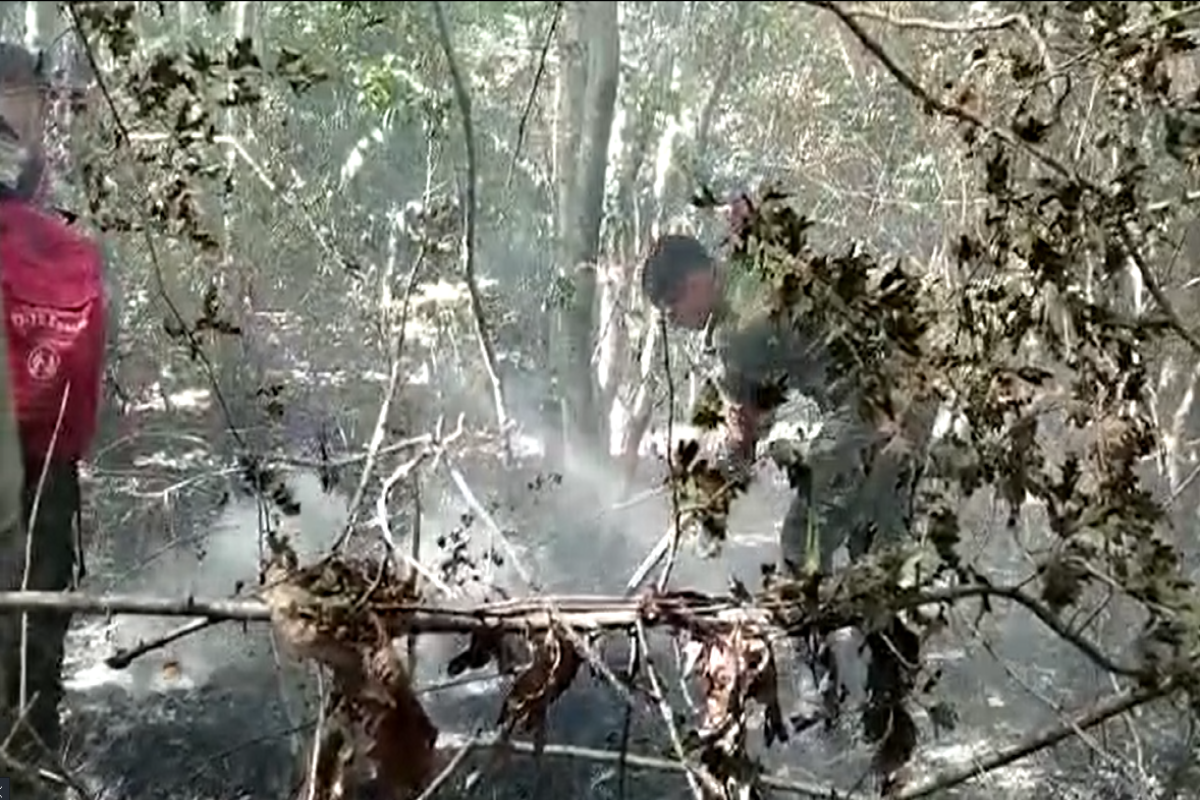 "Fire season" in the world: how is the situation in Azerbaijan?-PHOTO -VIDEO 
