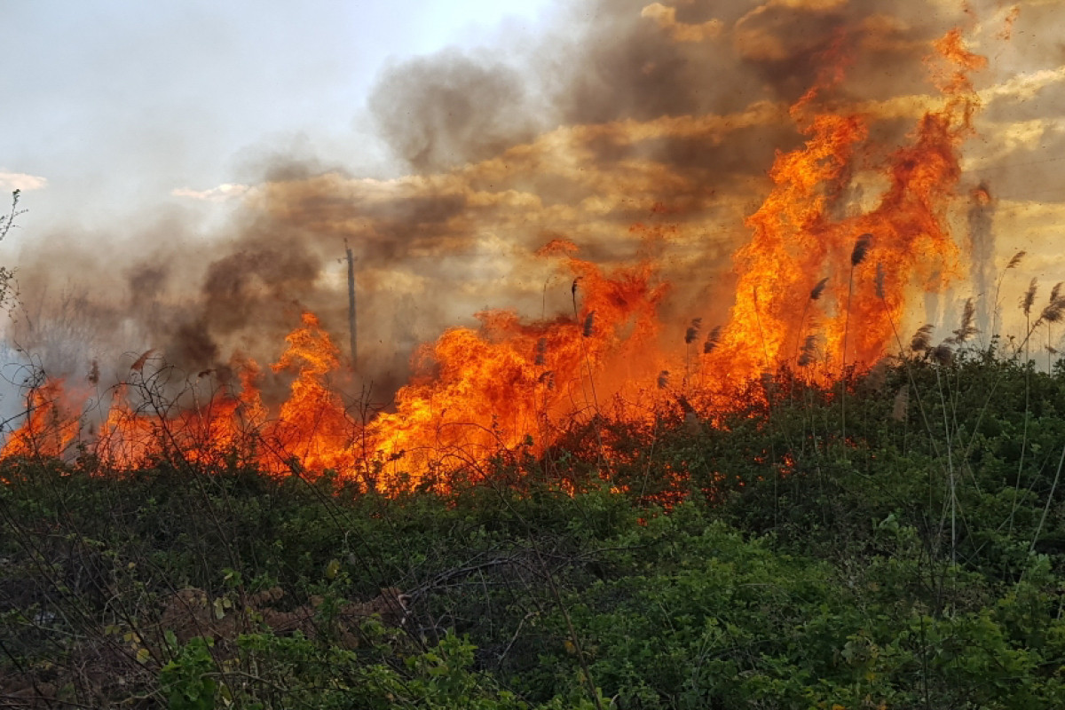 All fires in northern region of Azerbaijan completely extinguished-VIDEO 