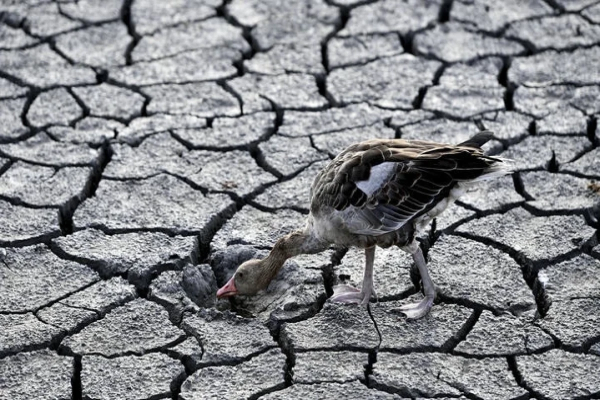 Europe facing worst drought in 500 years