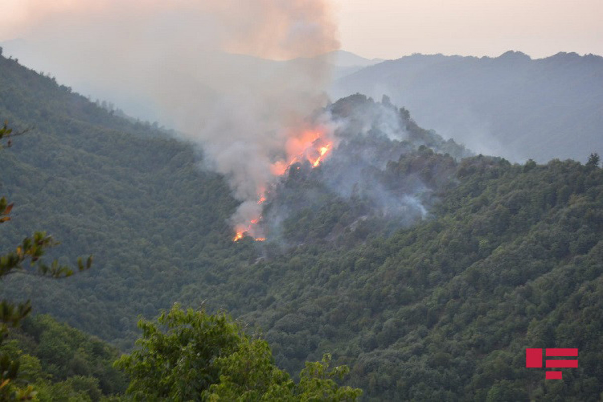 Fire in mountainous area in Gabala, extinguished-VIDEO 