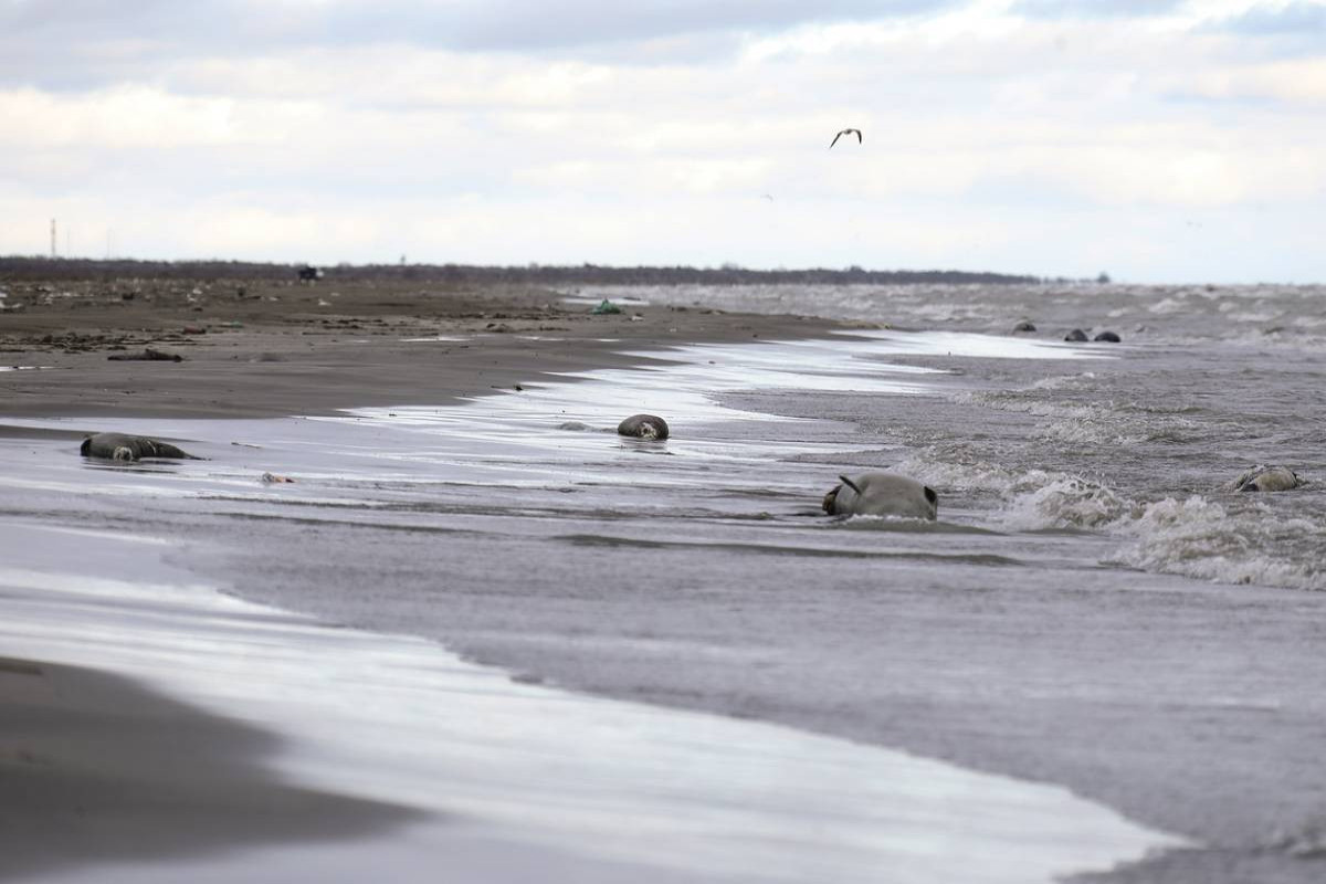 Seal bodies were discovered on the coast of Azerbaijan on the Caspian Sea