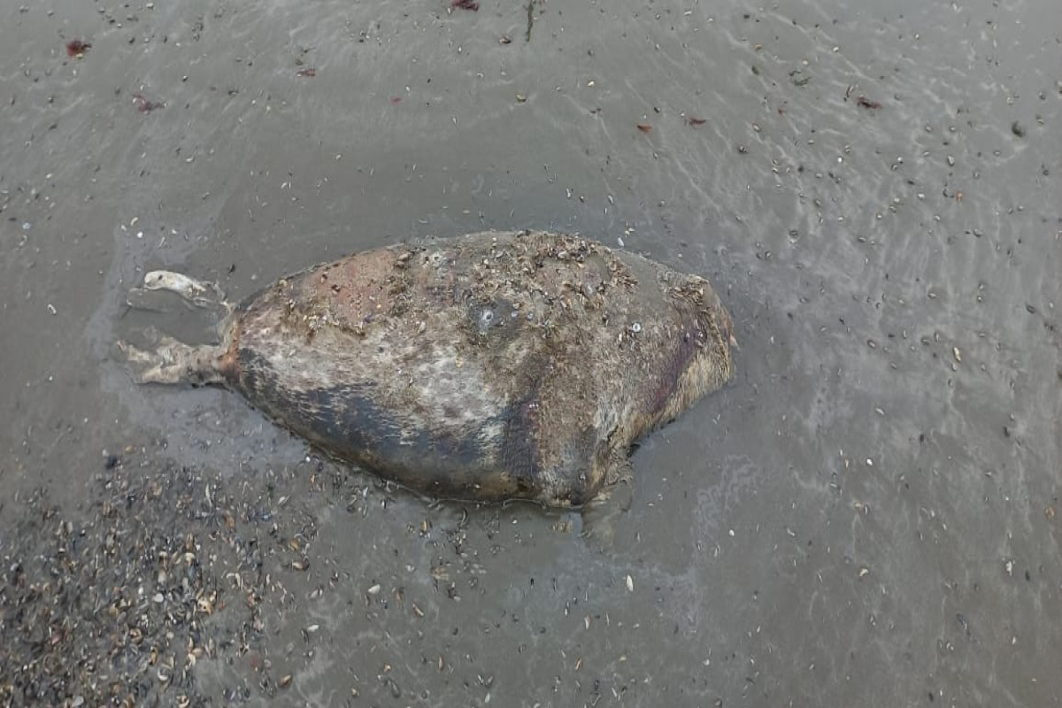 4 more seals found dead in Azerbaijani section of Caspian Sea