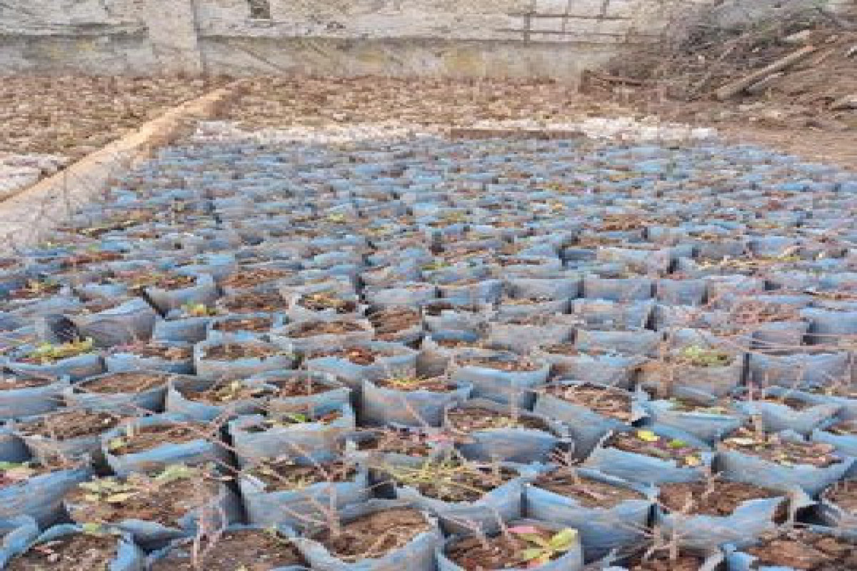 43 thousand tree saplings and 150 kg of seeds brought from Turkiye will be planted in Jabrayil