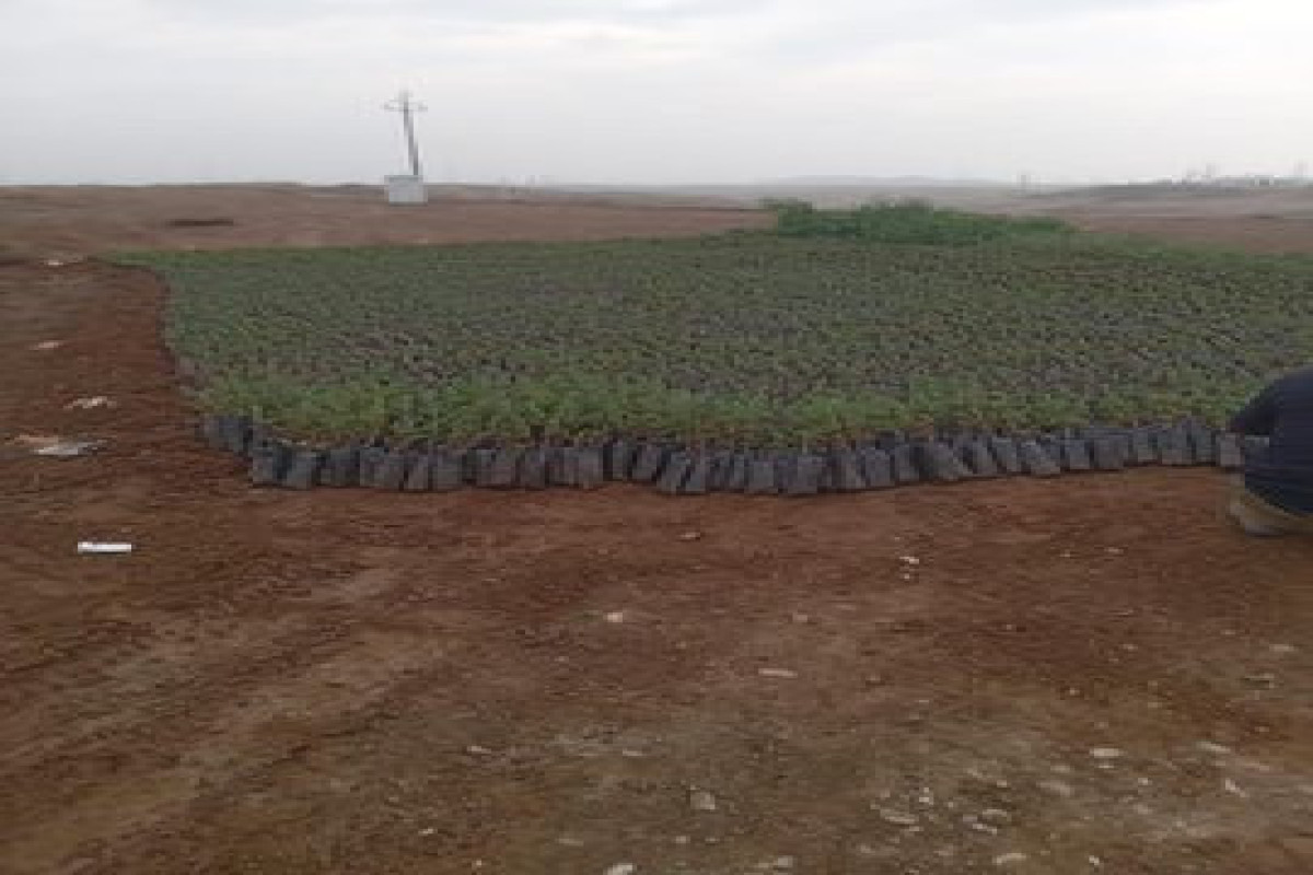 43 thousand tree saplings and 150 kg of seeds brought from Turkiye will be planted in Jabrayil