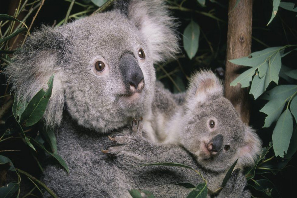 Koalas have suffered disastrous habitat loss