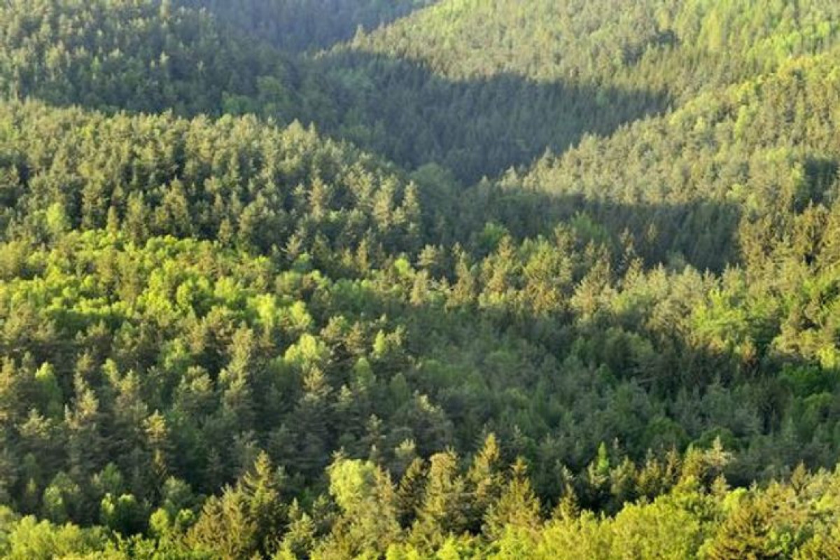 Turkiye and FAO suggest new division of forests in Azerbaijan