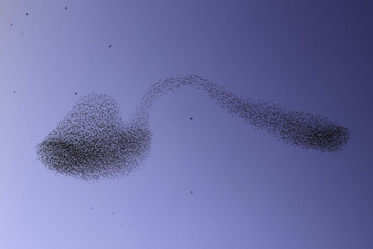 Israeli photographer captures unique bird spoon image-VIDEO 