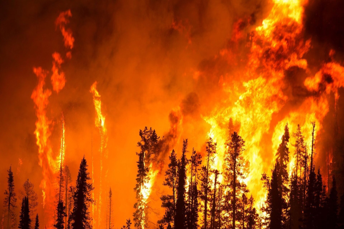 78 forest fires were put out over the past day in Russia