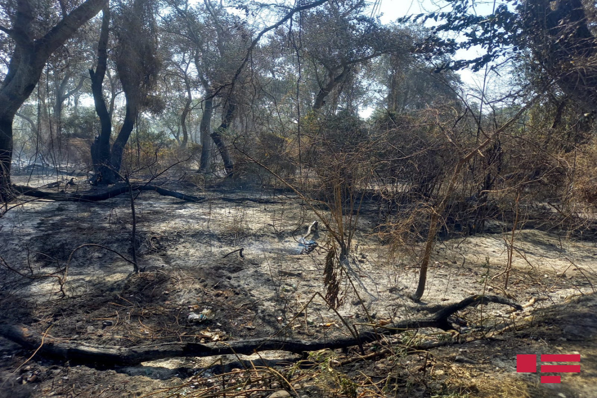 Fire in Azerbaijan's Shabran was extinguished -VIDEO -UPDATED-3 -PHOTO 