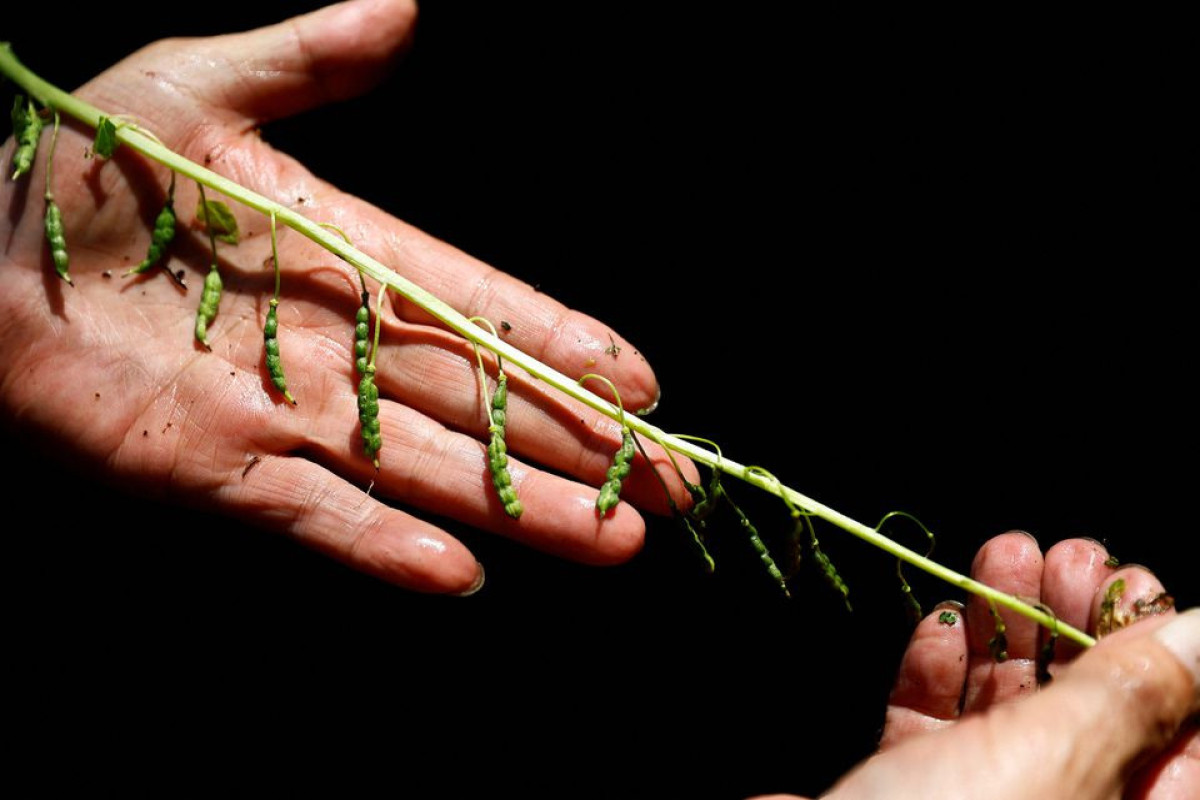 Japanese horseradish farmers fear for future amid climate change