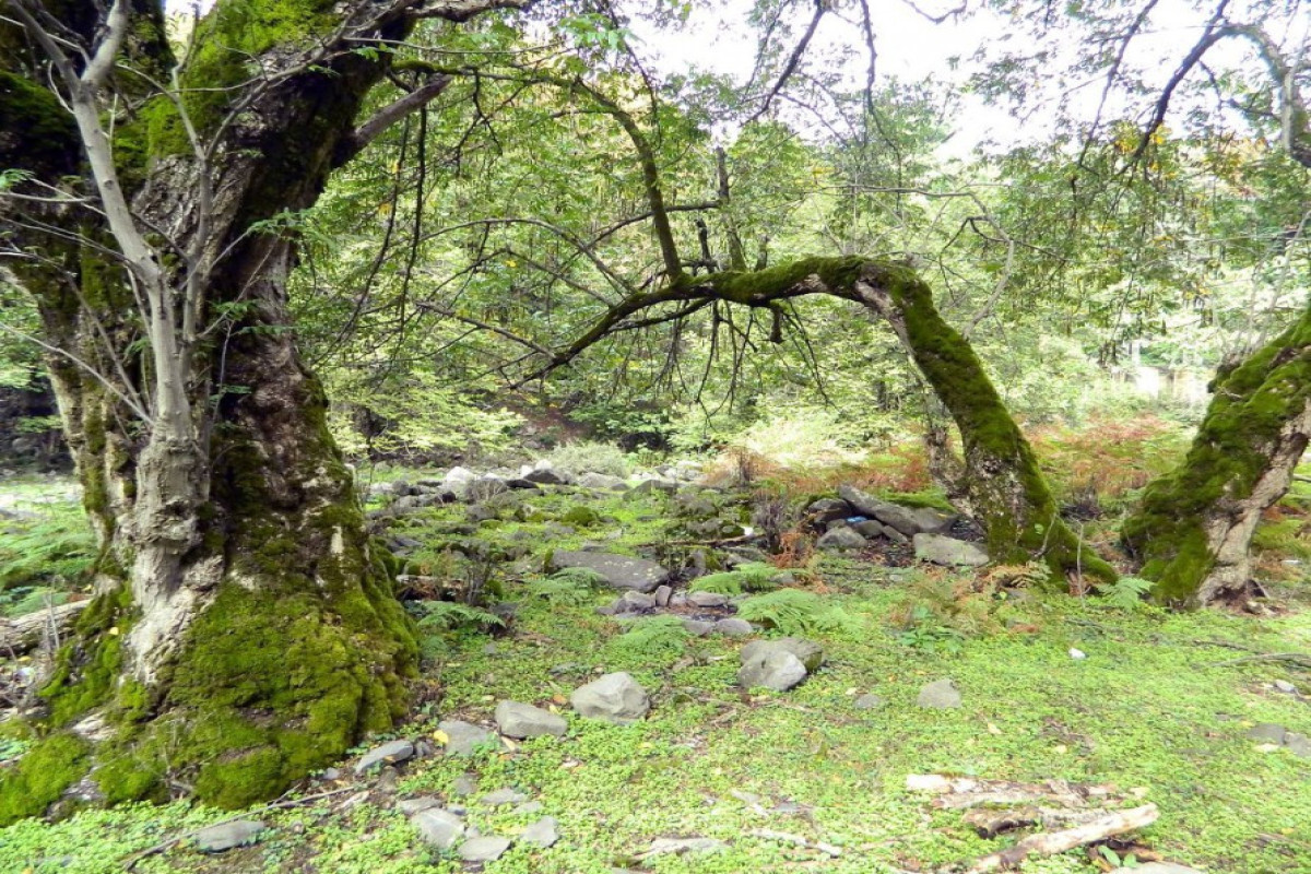 Azerbaijan to establish Zagatala-Balakan biosphere reserve