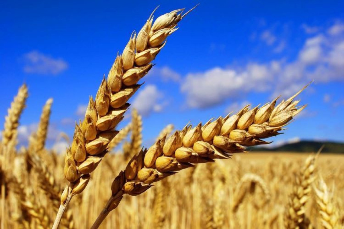 Grain Issue Joint Coordination Center opens in Istanbul: Russian MoD