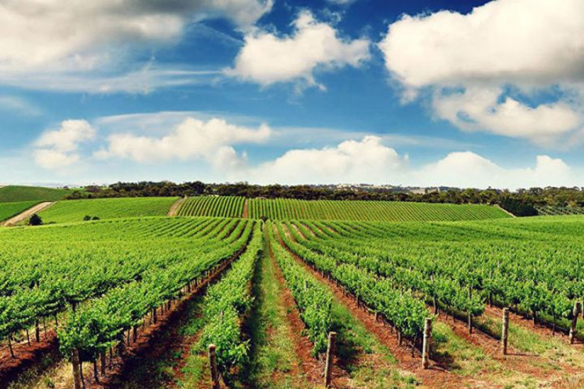1.4 billion manats allocated for financing of agricultural projects