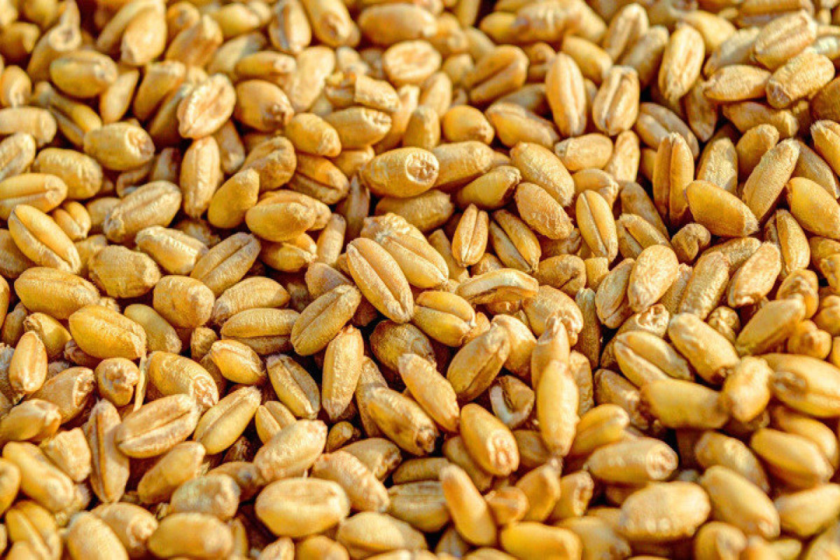 Bloomberg: Ukrainian grain will be exported from Odessa via Turkiye