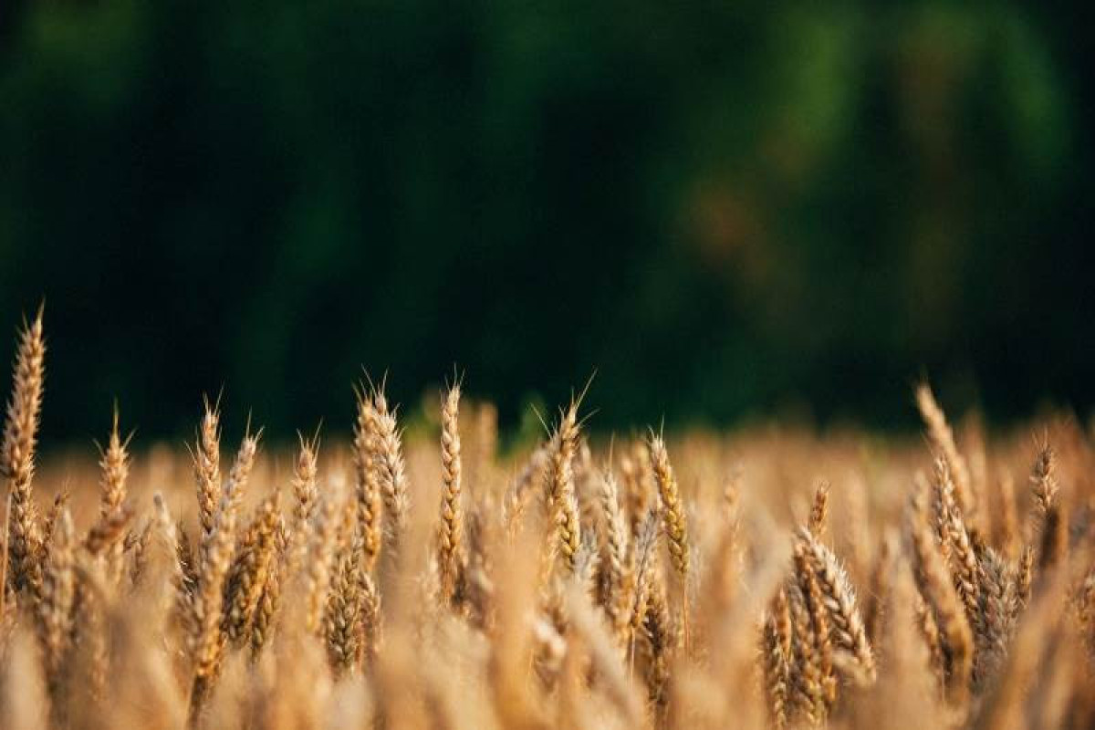 Ukraine expects 15M ton grain deficit by winter - agriculture ministry