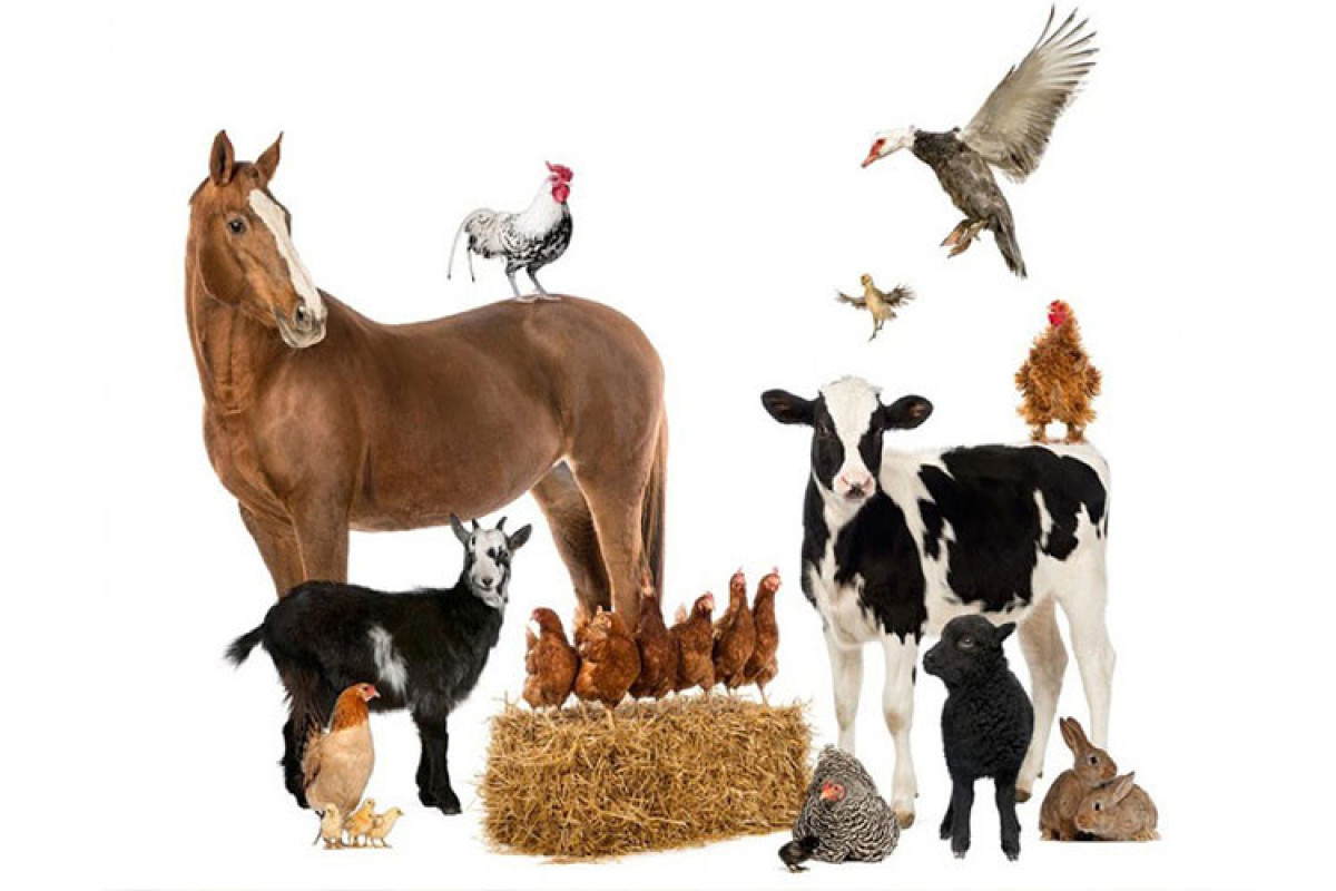 Microchip to be placed under skin of horses in Azerbaijan
