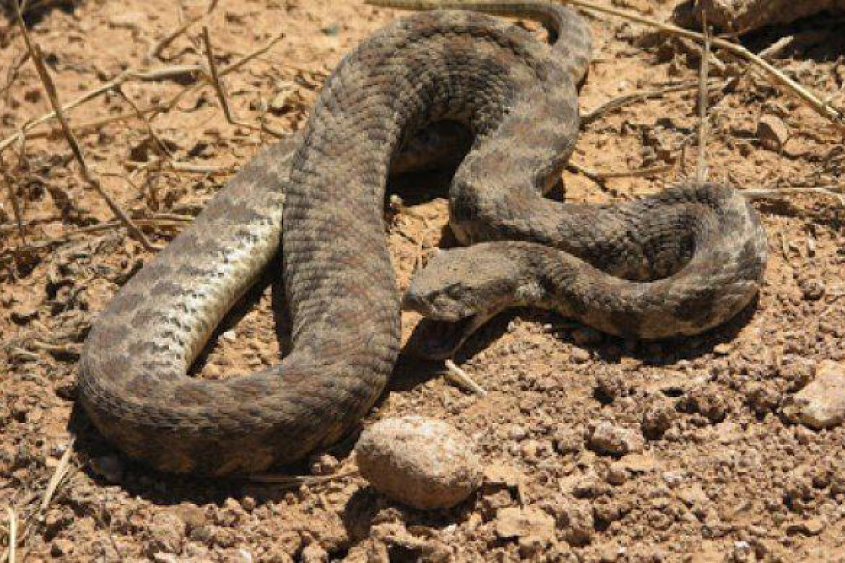 : An employee of British company was bitten by a snake in Fuzuli
