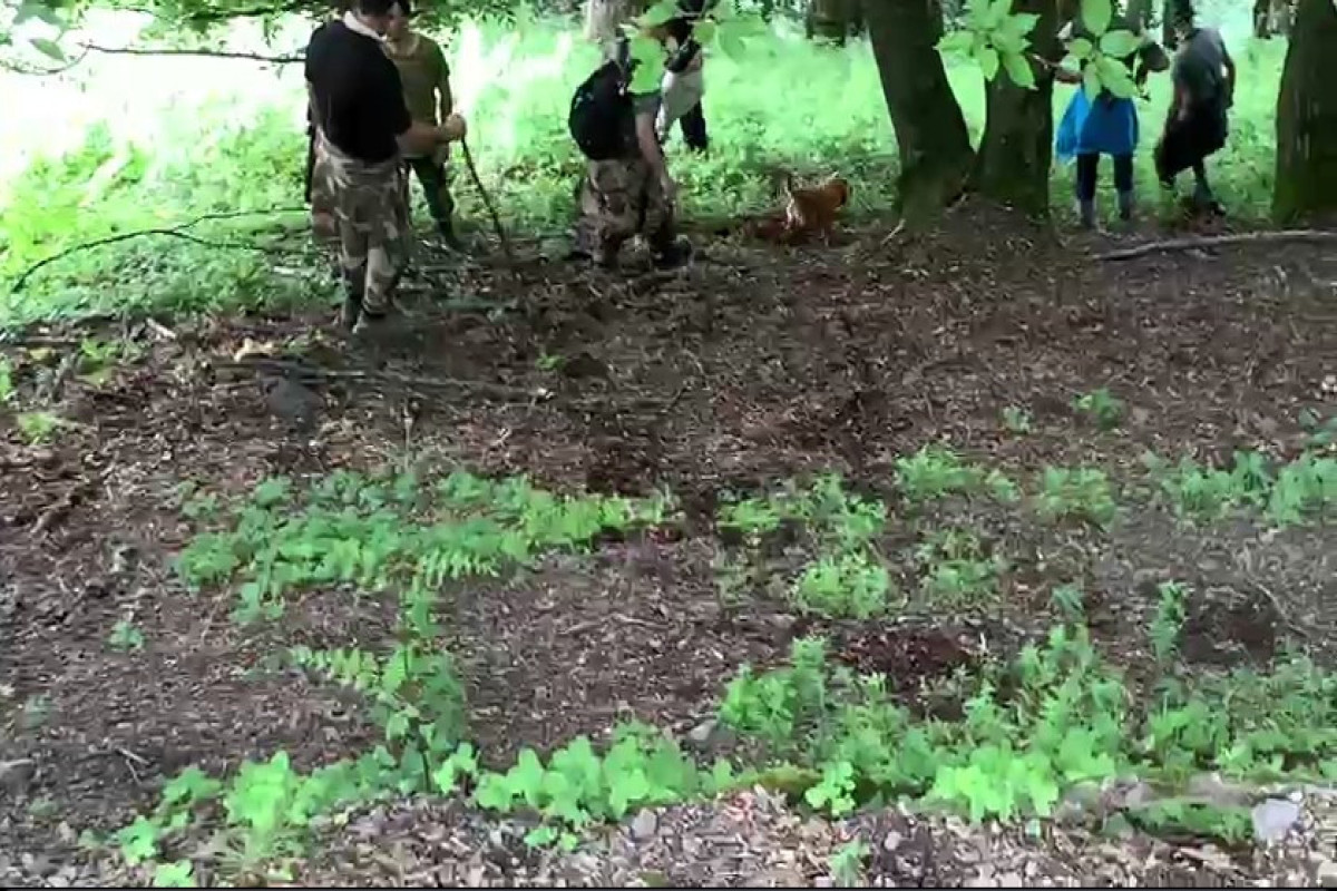 Azerbaijan’s MES: Dogs were involved in search for missing Indian citizen in Zagatala