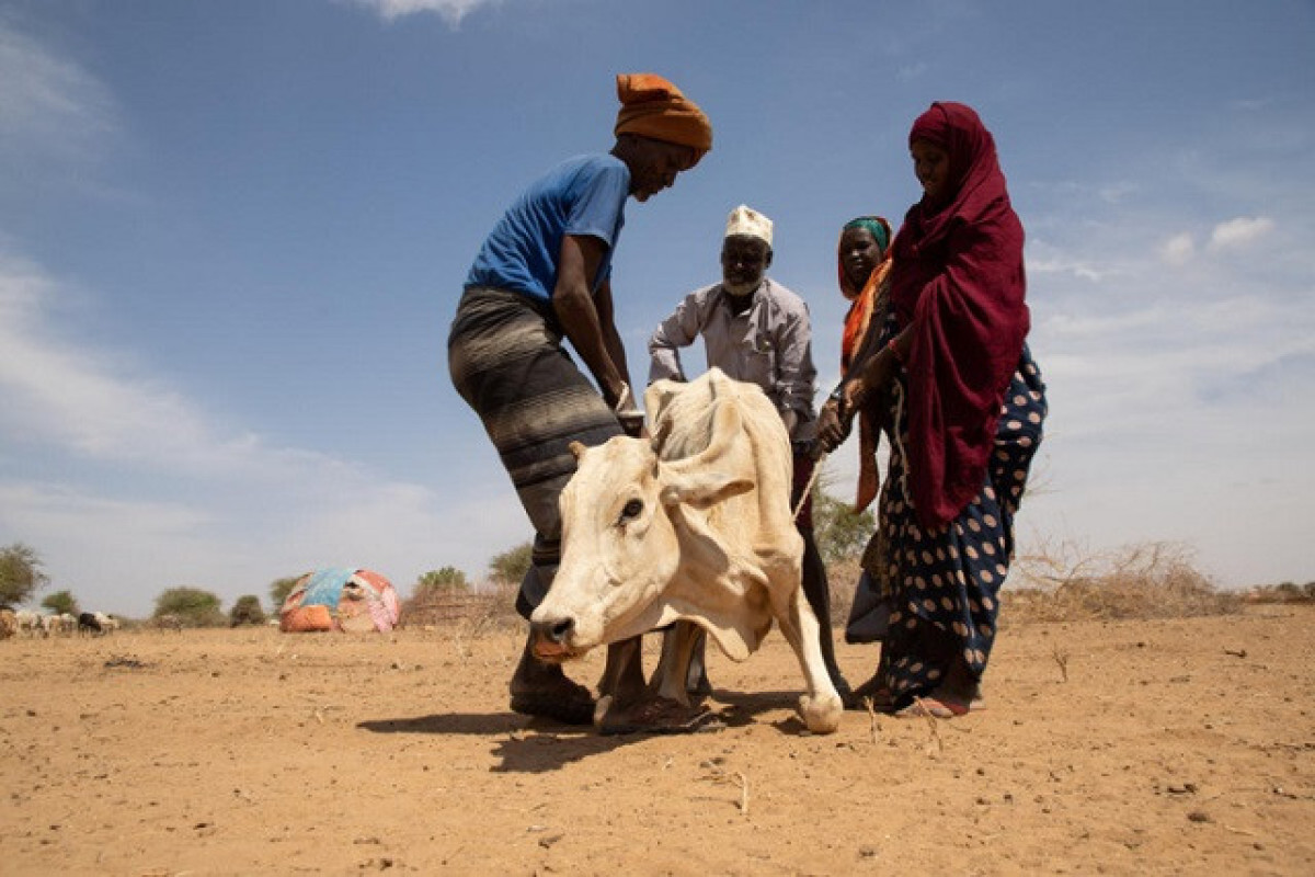 FAO appeals for 172 mln USD to avert humanitarian catastrophe in Horn of Africa
