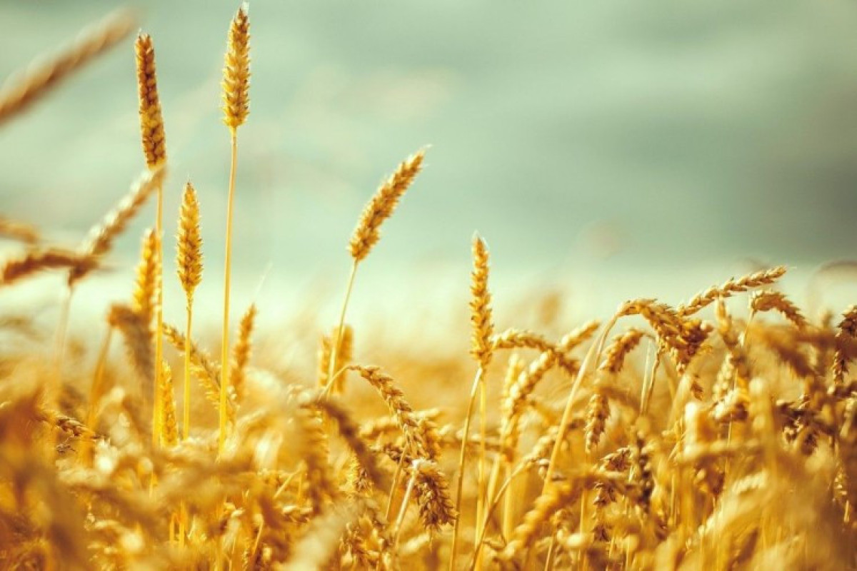 Georgia bans grain exports