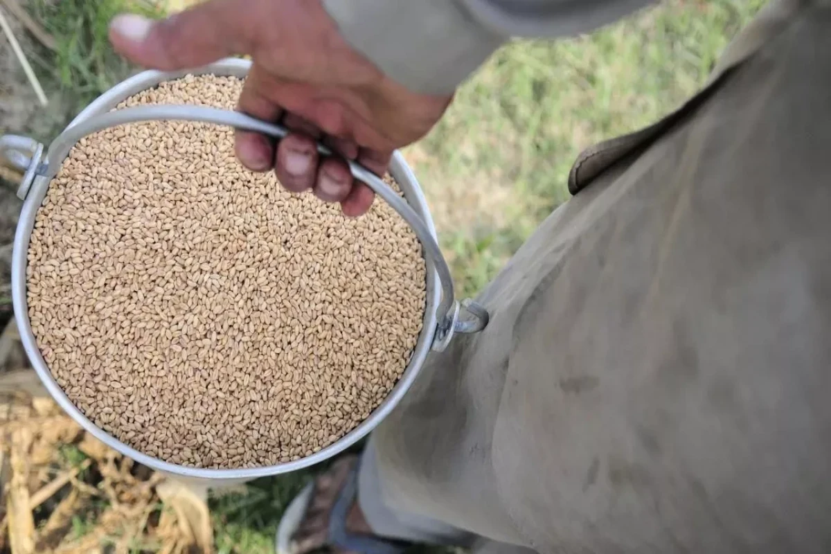 WTO Director General warns rising food prices may prompt unrest in poor countries