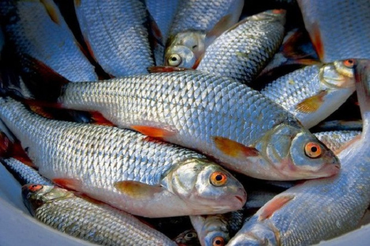 Azerbaijan plans to construct fish hatcheries in liberated territories
