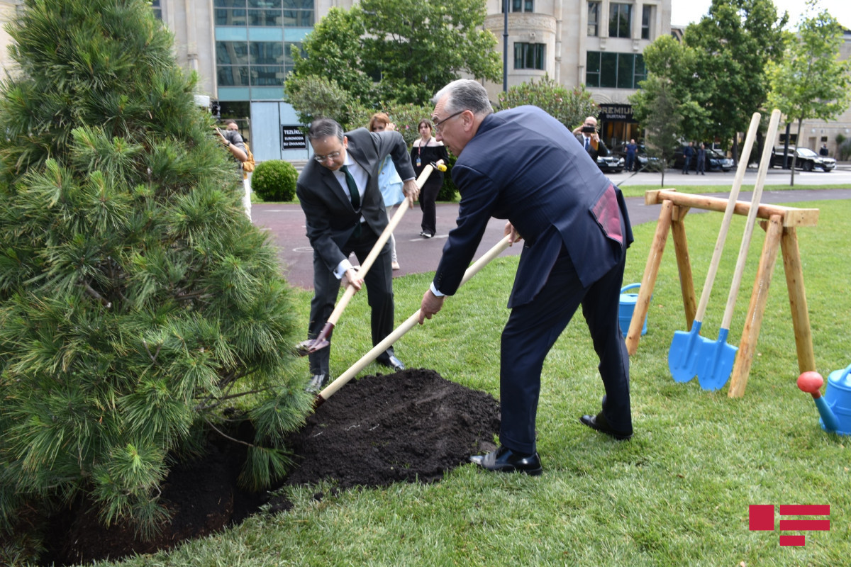 Trees planted on the occasion of the 30th anniversary of Pakistani-Azerbaijani diplomatic relations-PHOTO 