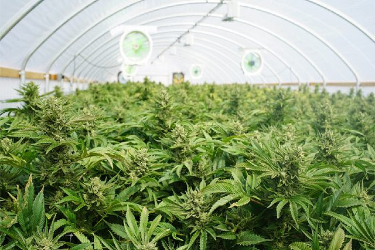Morocco seizes 1.5 tonnes of cannabis