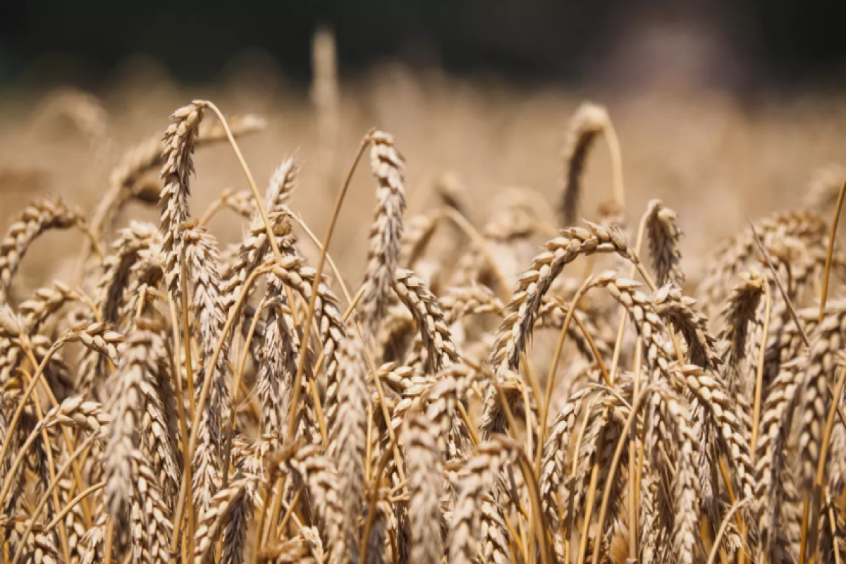 Russia seeks sanctions exemptions for state bank in Ukraine grain deal talks-sources