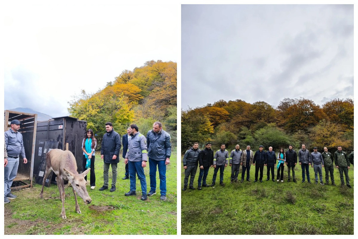 Red deer released into the Shahdag National Park with the participation of Leyla Aliyev-PHOTO -VIDEO 
