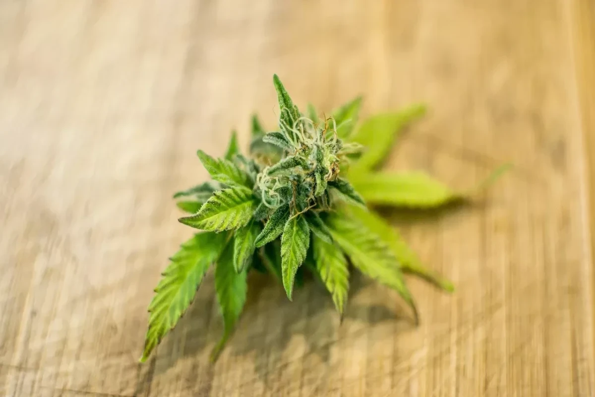 Sri Lanka explores marijuana exports to support ailing economy