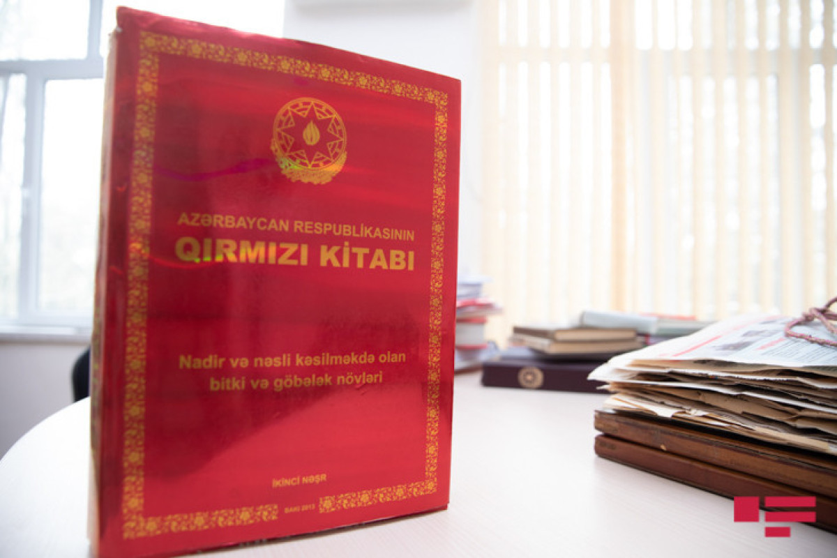 121 rare plants in Karabakh to be included in III edition of Red Book