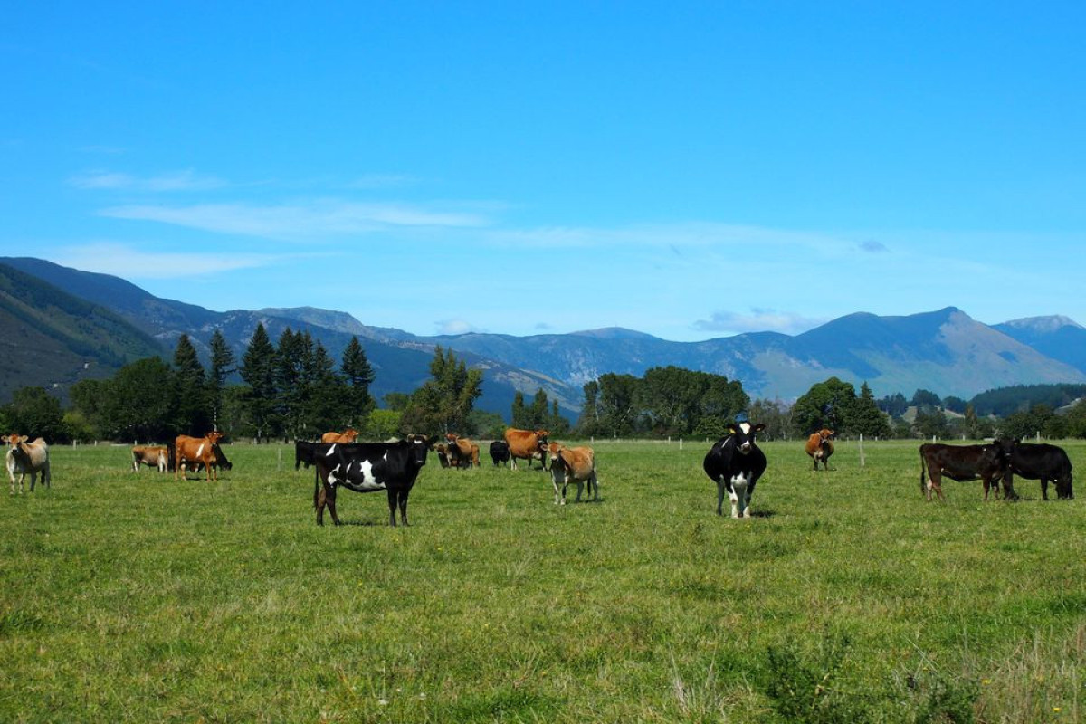 On New Zealand farm, scientists reduce cow burps to save the world