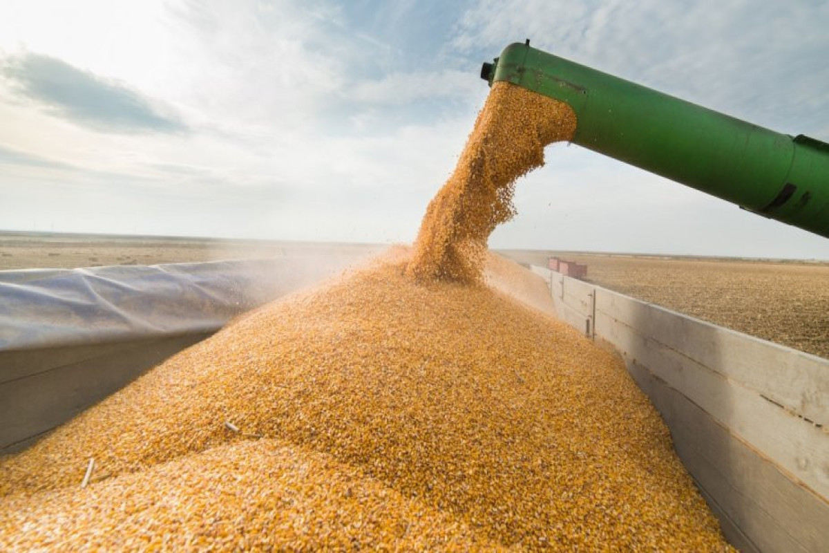 Less than 6% of grain from Ukraine sent to poor countries — Turkish Minister