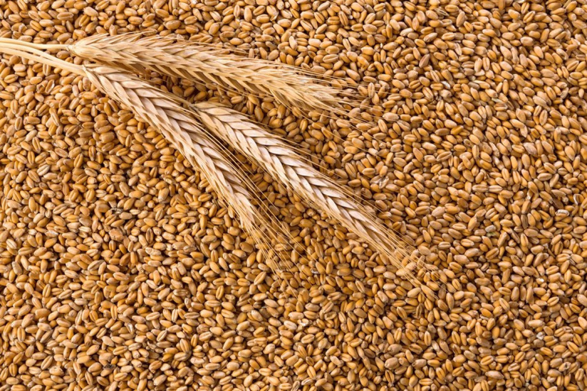 Azerbaijan increases wheat import by 8%