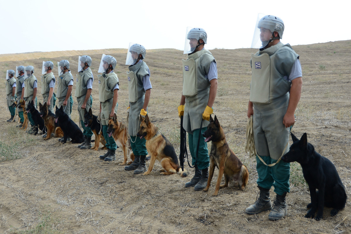 US Marshall Heritage Institute to send 15 more mine -detecting dogs to Azerbaijan