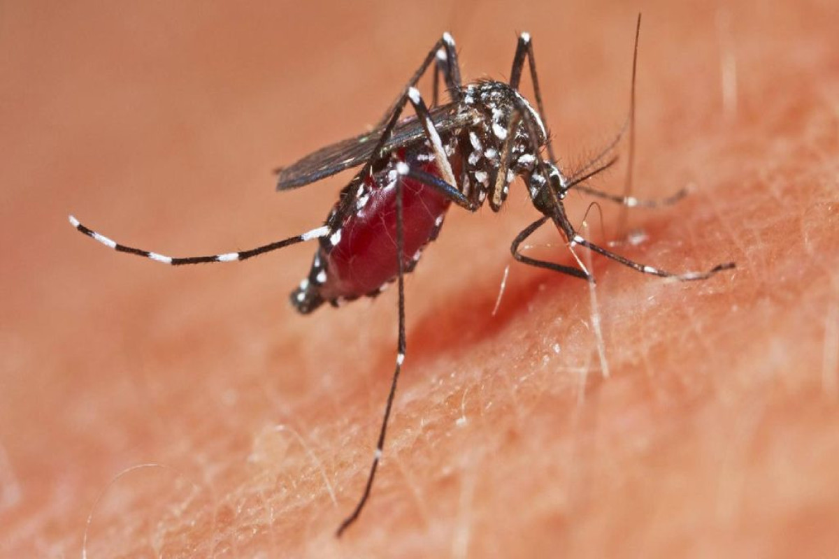 West Nile virus cases on the rise in Greece