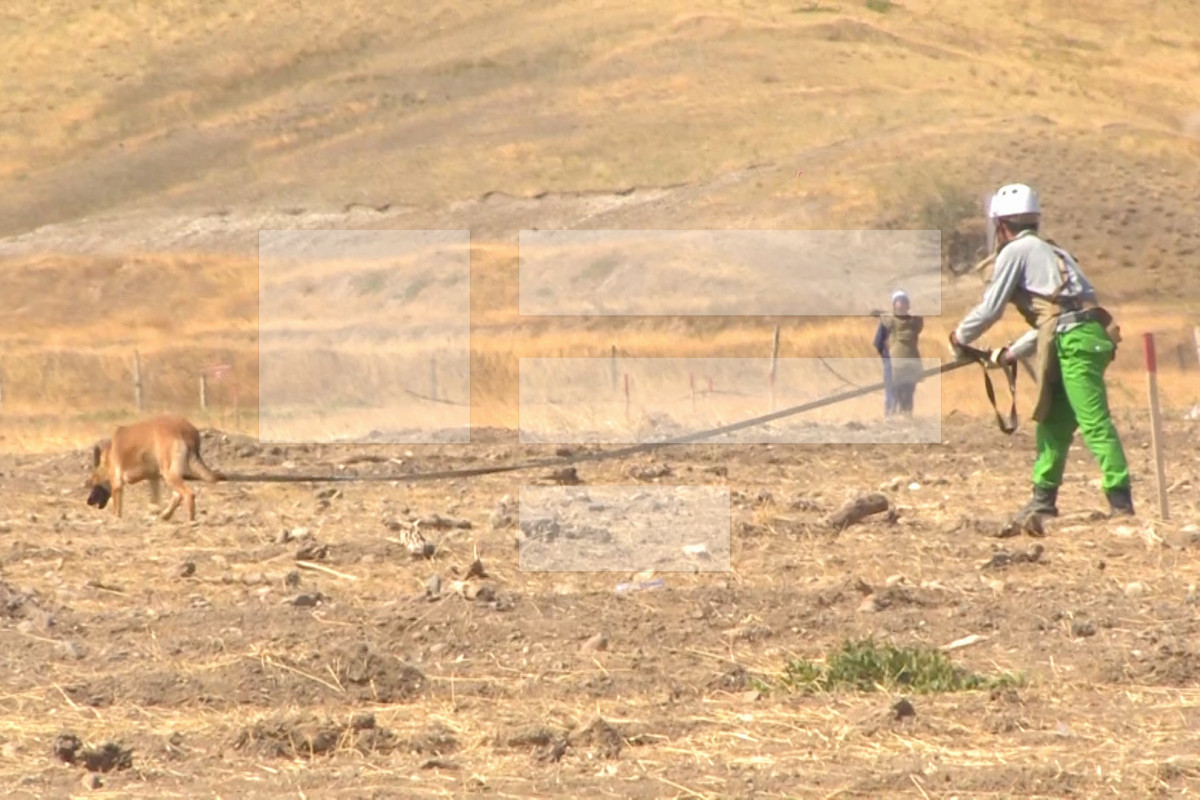 US to provide Azerbaijan with additional mine detection dogs