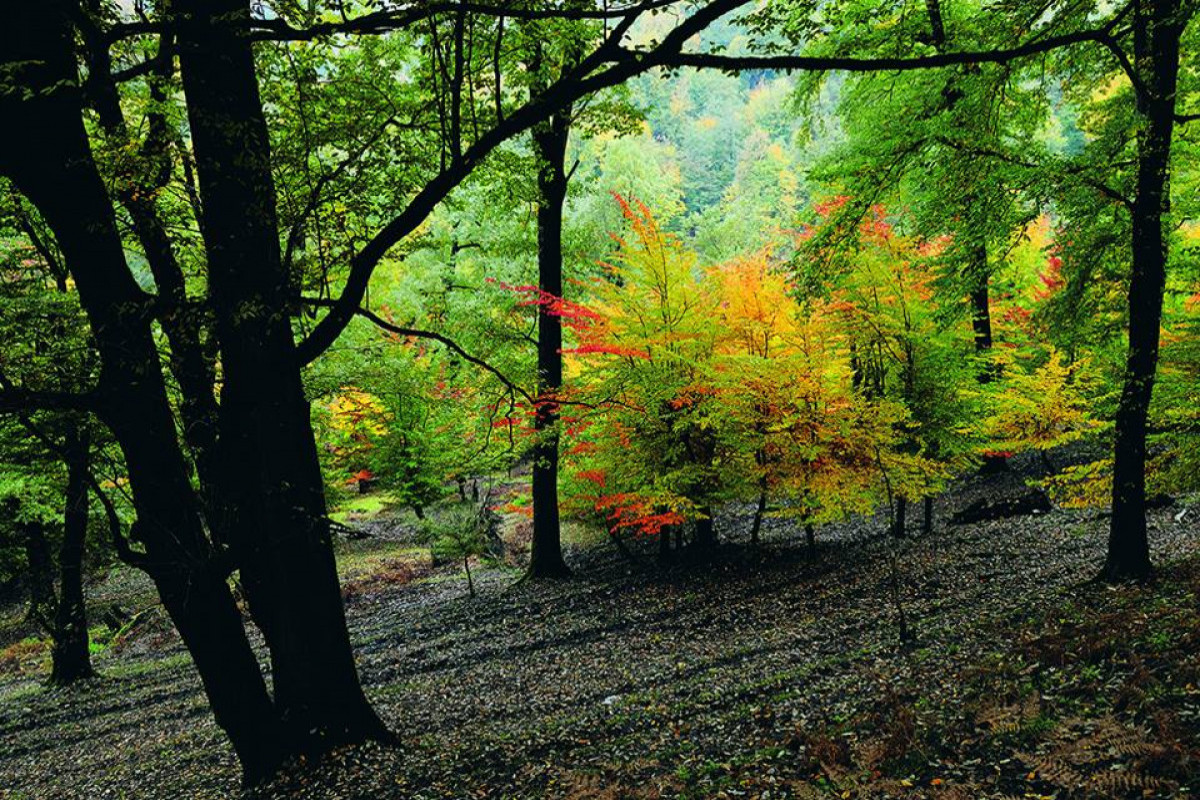 100 hectares of forest park to be built in Jabrayil and Zangilan by the end of year